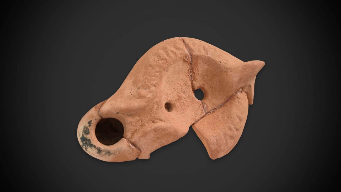 lucerna africana Lucerna africana